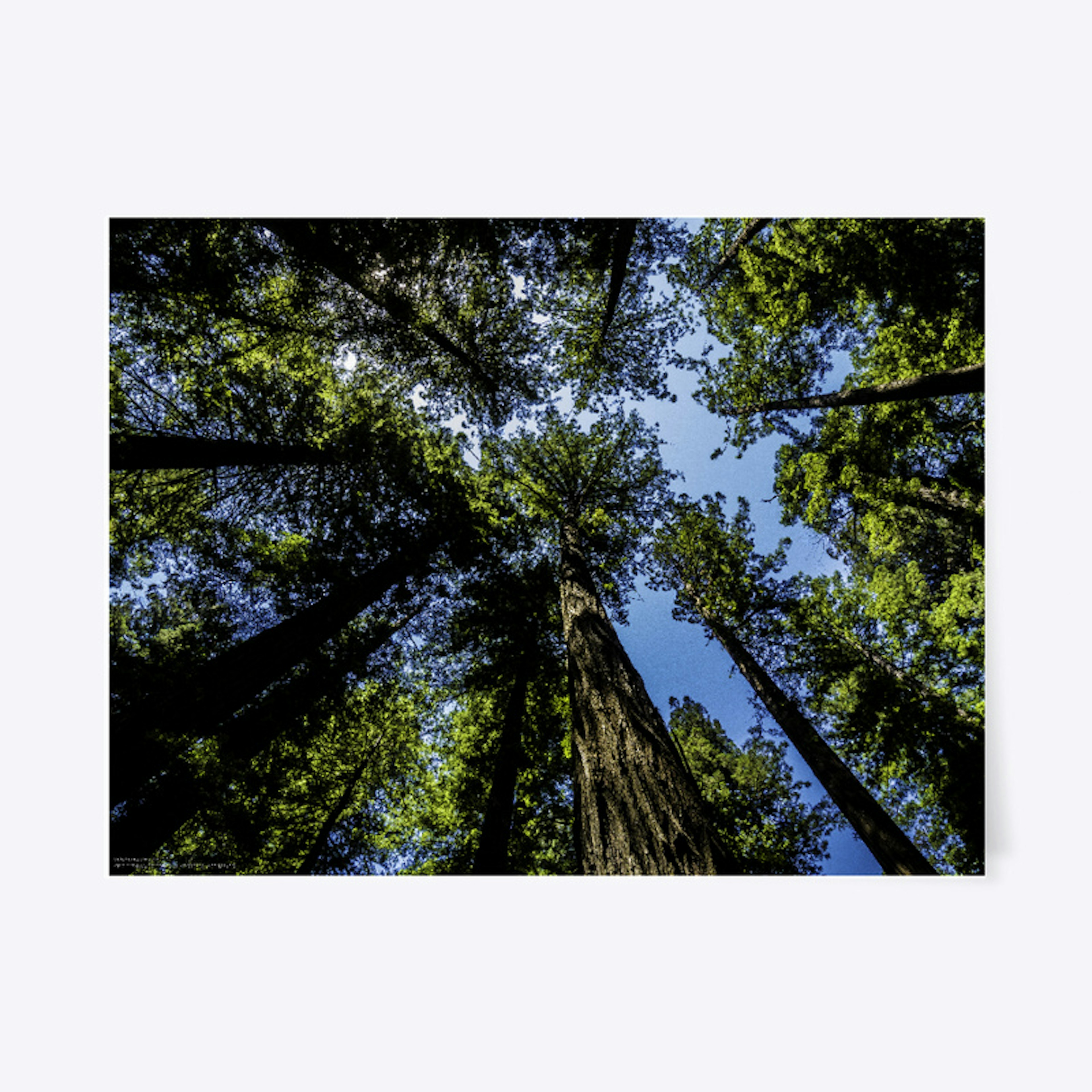 Dyerville Redwoods - California USA